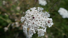 Daucus carota