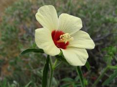 Hibiscus palmatus