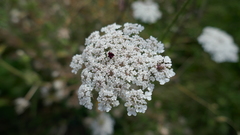 Daucus carota