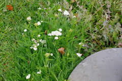 Achillea millefolium