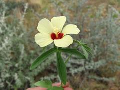 Hibiscus palmatus