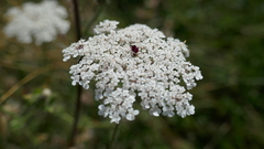 Daucus carota