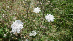 Daucus carota