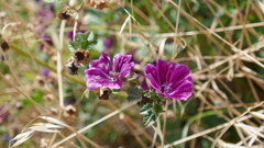 Malva sylvestris