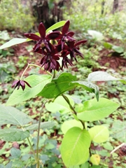 Asclepias melantha