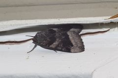 Catocala badia coelebs