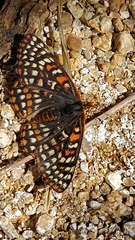 Euphydryas chalcedona klotsi