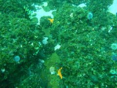 Exallosorus harveyanus