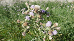 Cirsium arvense