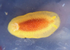 Doriopsilla albopunctata