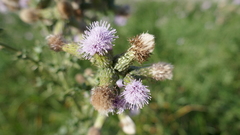 Cirsium arvense