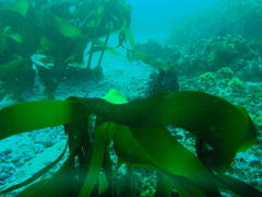 Laminaria pallida
