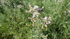 Cirsium arvense