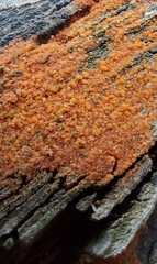 Bionectriaceae
