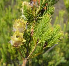 Leucadendron laxum