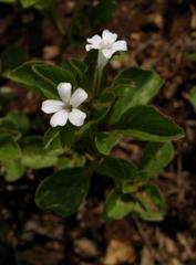 Dyschoriste setigera