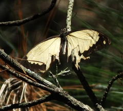 Papilio dardanus cenea