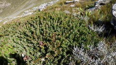 Protea venusta