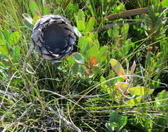 Protea venusta