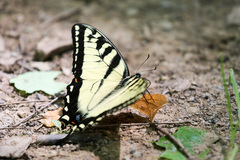 Papilio appalachiensis