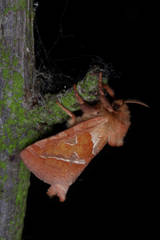 Triodia sylvina