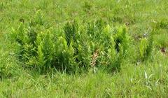 Dryopteris athamantica