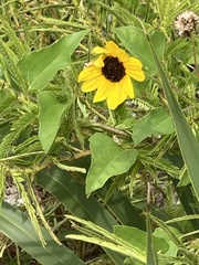 Helianthus debilis image