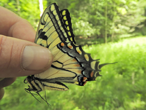Appalachian Tiger Swallowtail photo 5