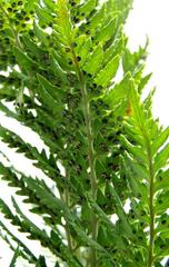 Dryopteris athamantica