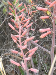 Aloe grandidentata