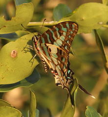 Graphium antheus