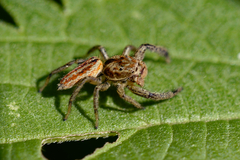 Marpissa radiata