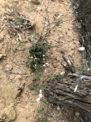 Androcalva pedleyi