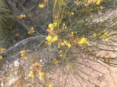 Acacia curranii