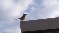 Campylorhynchus brunneicapillus