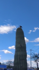 Campylorhynchus brunneicapillus