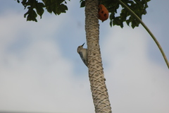Melanerpes aurifrons