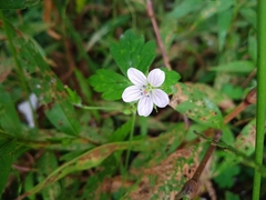 Geranium nepalense