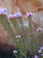 Agathosma adenandriflora