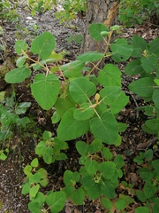 Ageratina tomentella