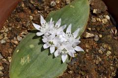 Massonia jasminiflora