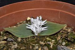 Massonia jasminiflora