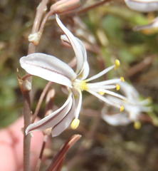 Trachyandra revoluta