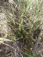 Trachyandra revoluta