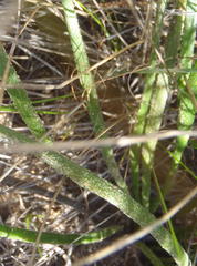 Trachyandra revoluta