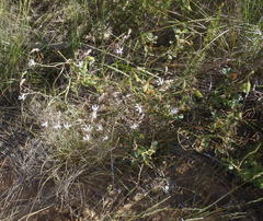 Trachyandra revoluta