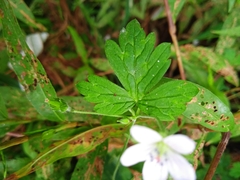 Geranium nepalense