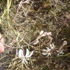 Trachyandra revoluta