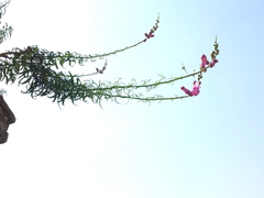 Antirrhinum tortuosum