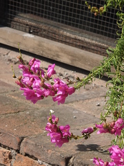 Antirrhinum tortuosum